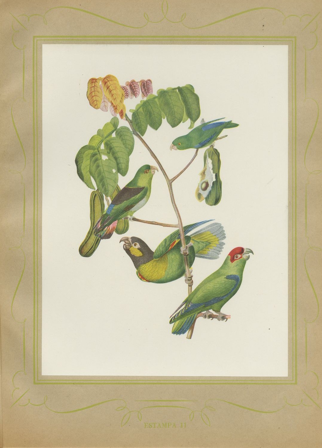 Parrotlets and Small Parrots, Brazilian Bird Print, Descourtilz, 1944