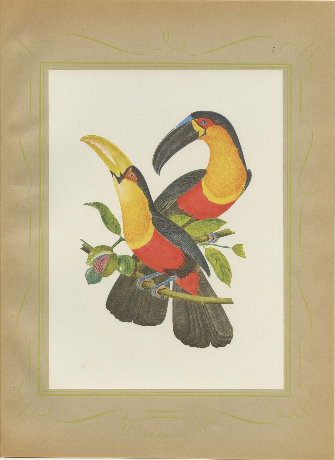 Toucans, Brazilian Bird Print, Descourtilz, 1944