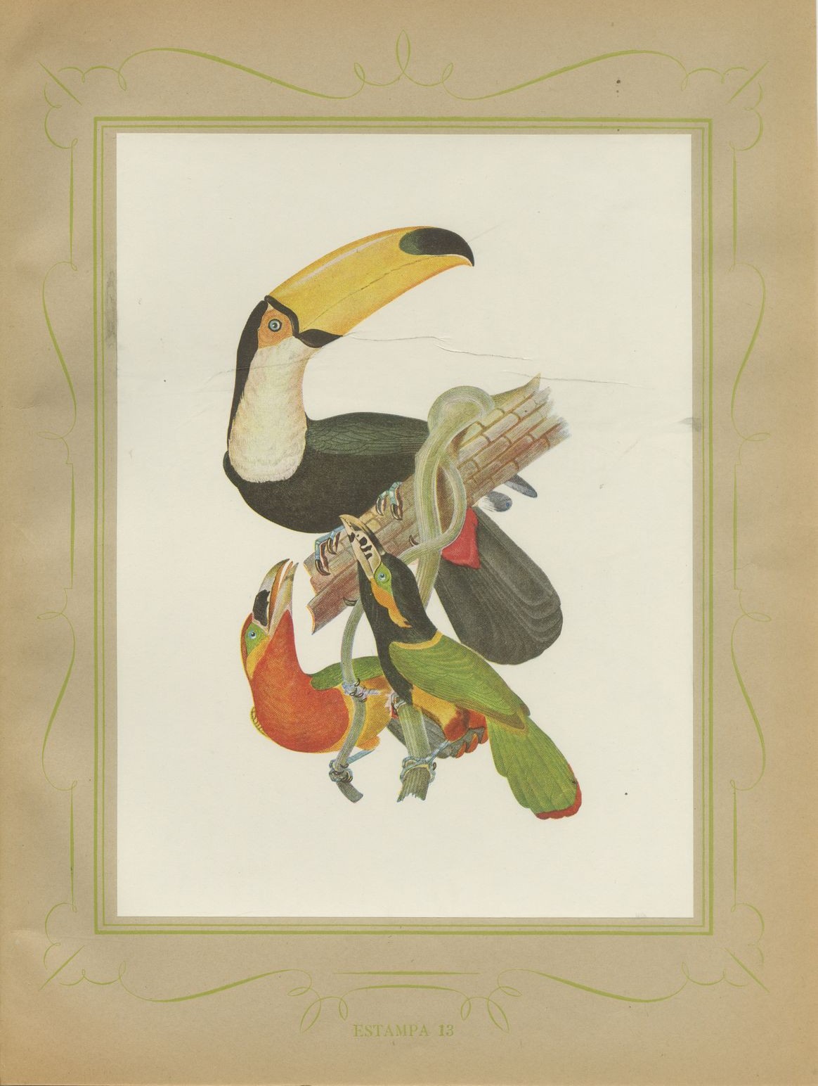 Toucans and Aracaris, Brazilian Bird Print, Descourtilz, 1944