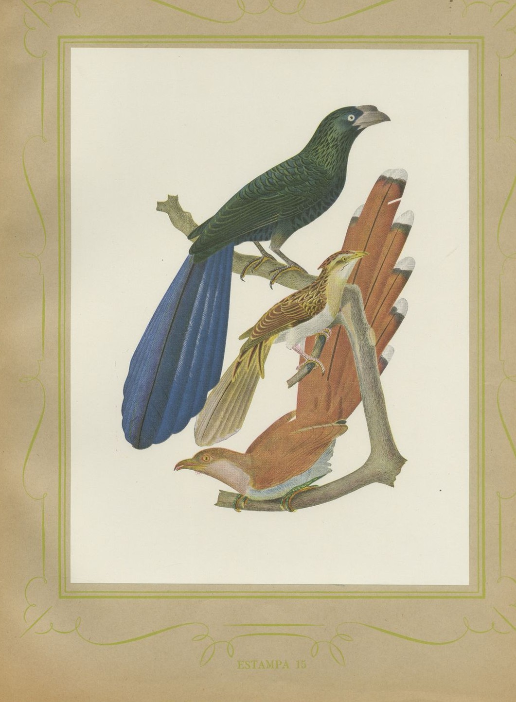 Long-Tailed Cuckoos, Brazilian Bird Print, Descourtilz, 1944