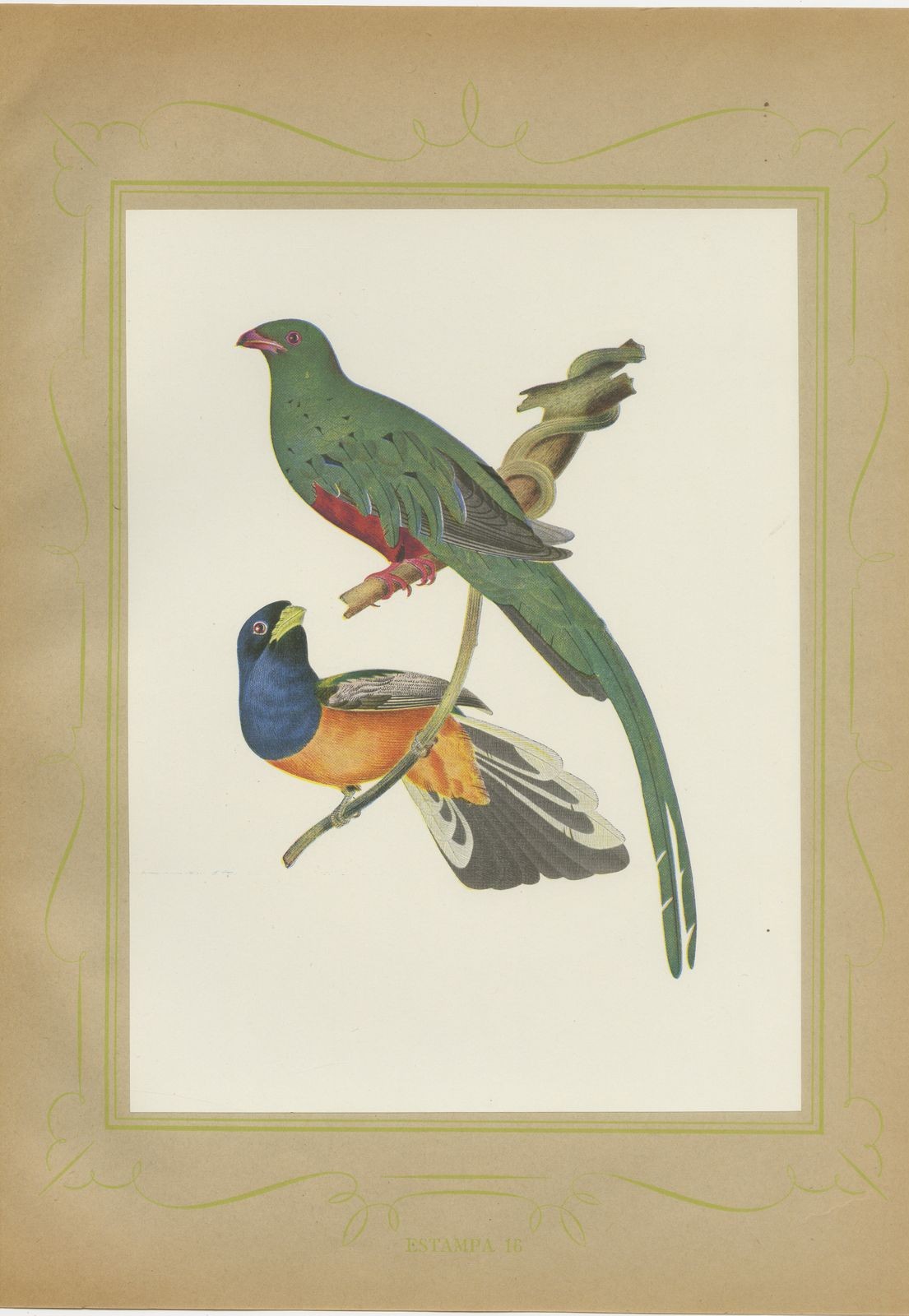 Quetzal and Trogon, Brazilian Bird Print, Descourtilz, 1944