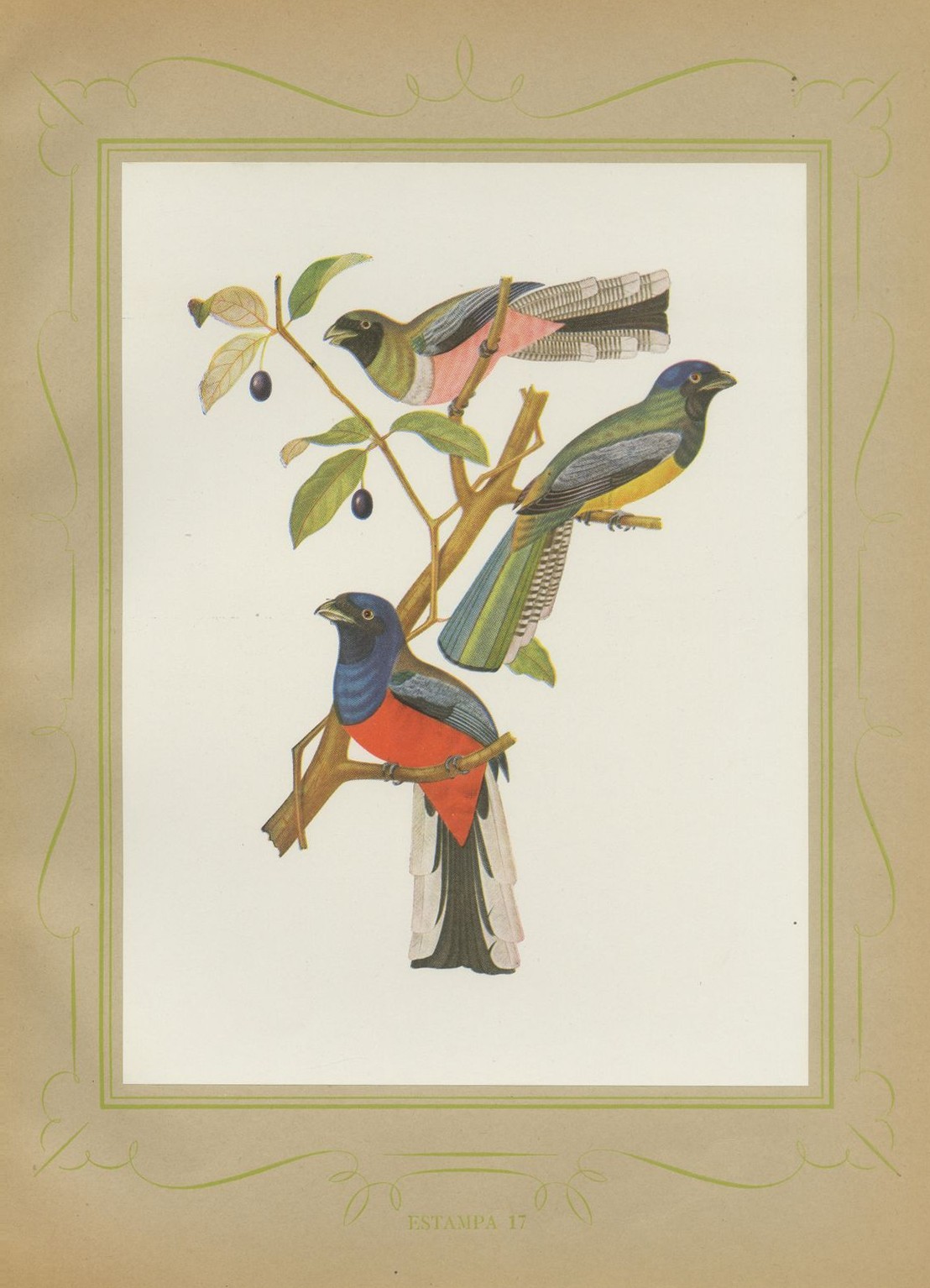 Trogons and Jays, Brazilian Bird Print, Descourtilz, 1944