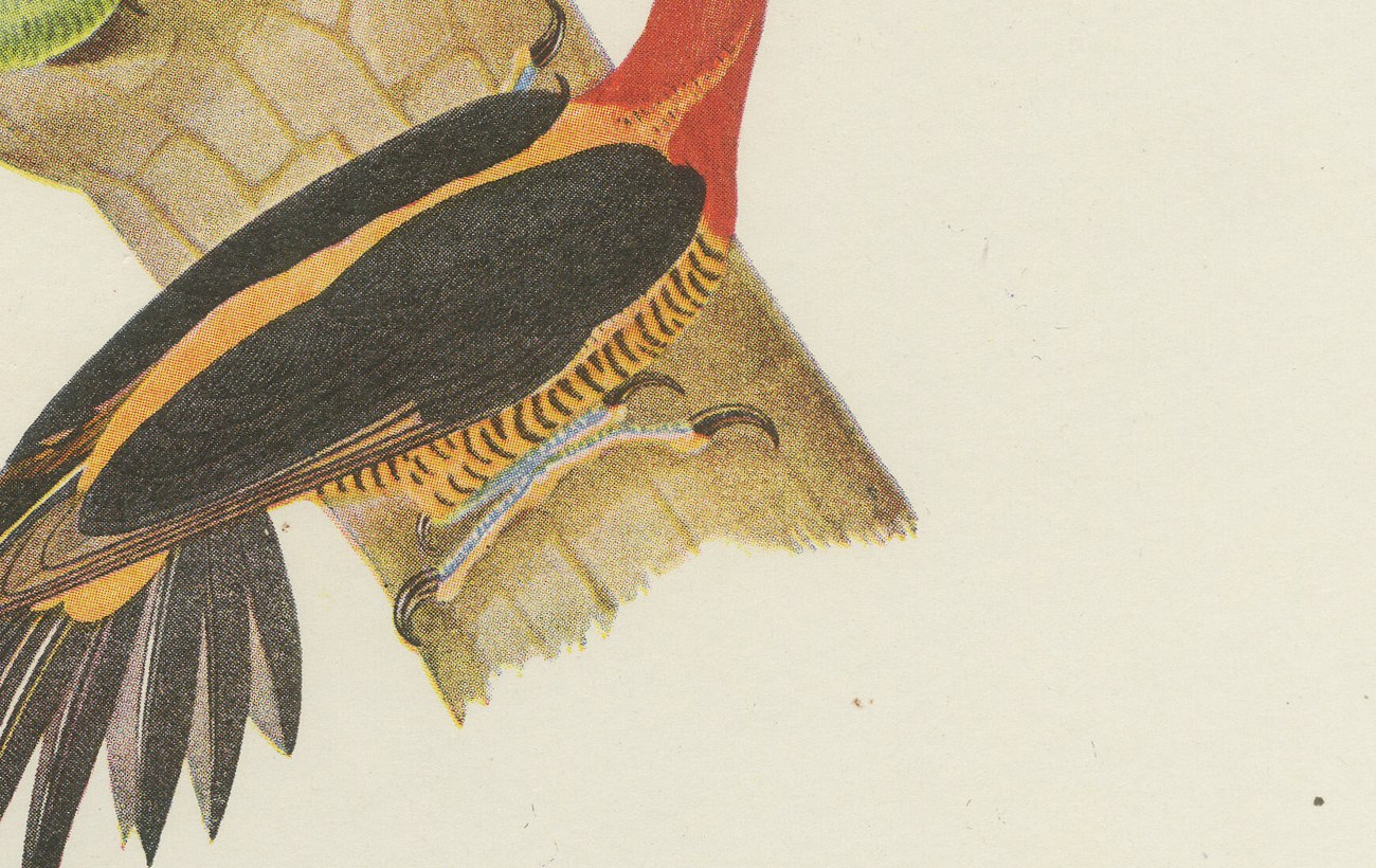 Woodpeckers at a Tree Stump, Brazilian Bird Print, Descourtilz, 1944