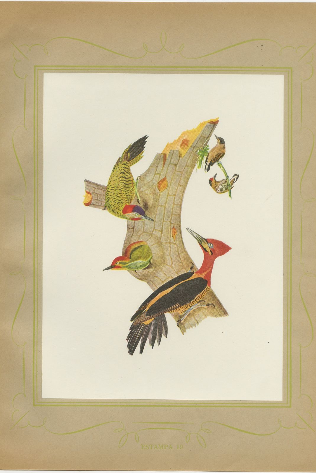 Woodpeckers at a Tree Stump, Brazilian Bird Print, Descourtilz, 1944
