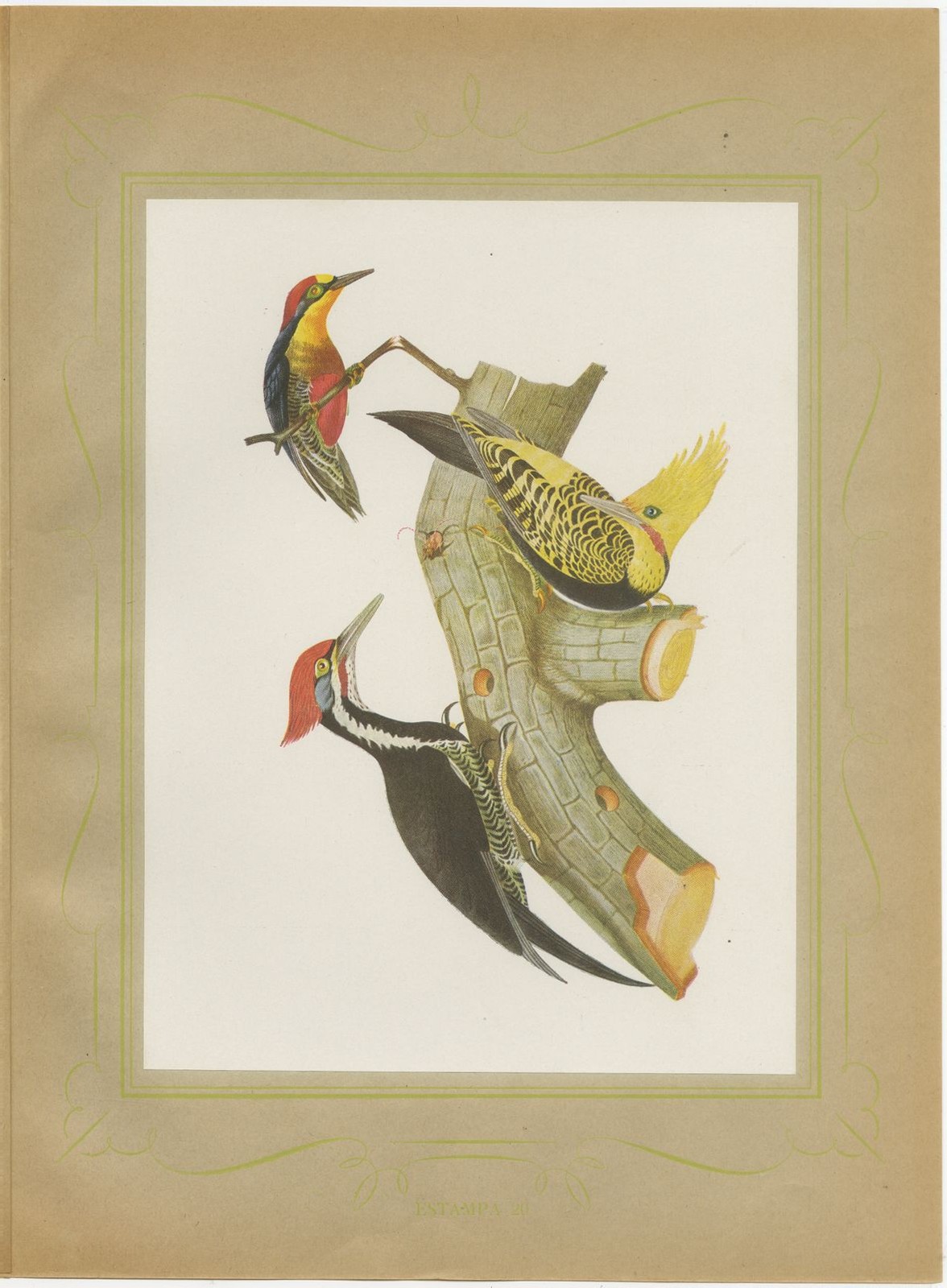Large Woodpeckers, Brazilian Bird Print, Descourtilz, 1944