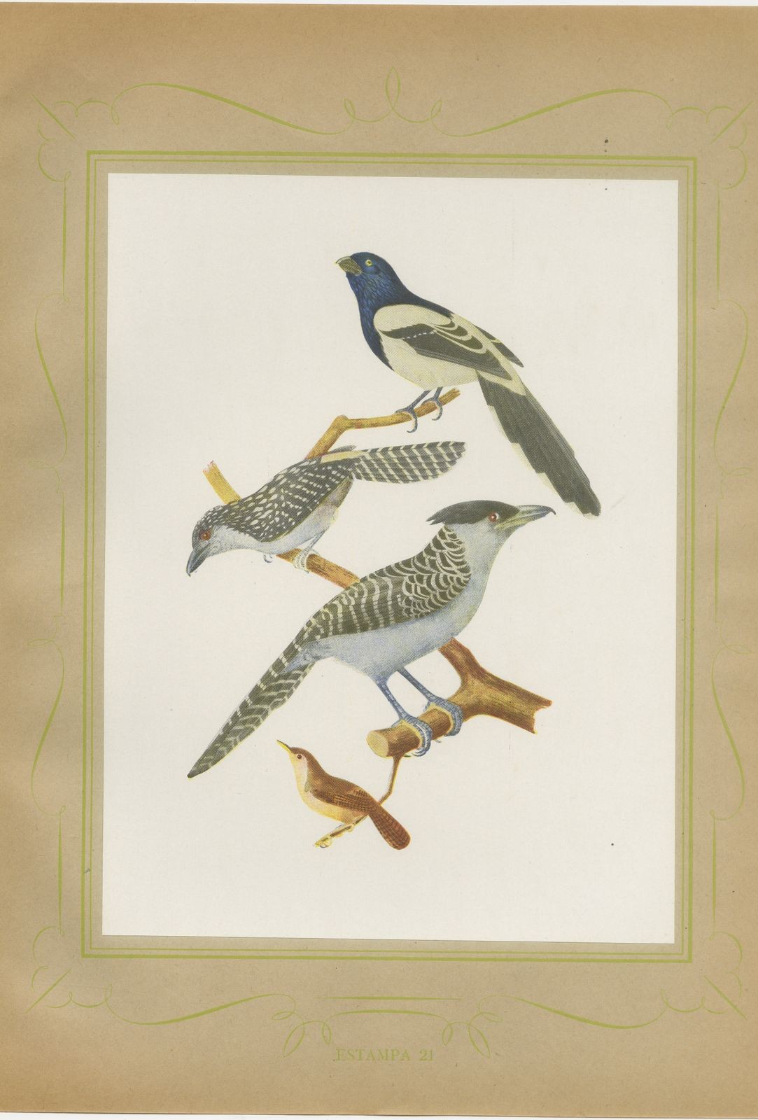 Cuckoos and Anis, Brazilian Bird Print, Descourtilz, 1944