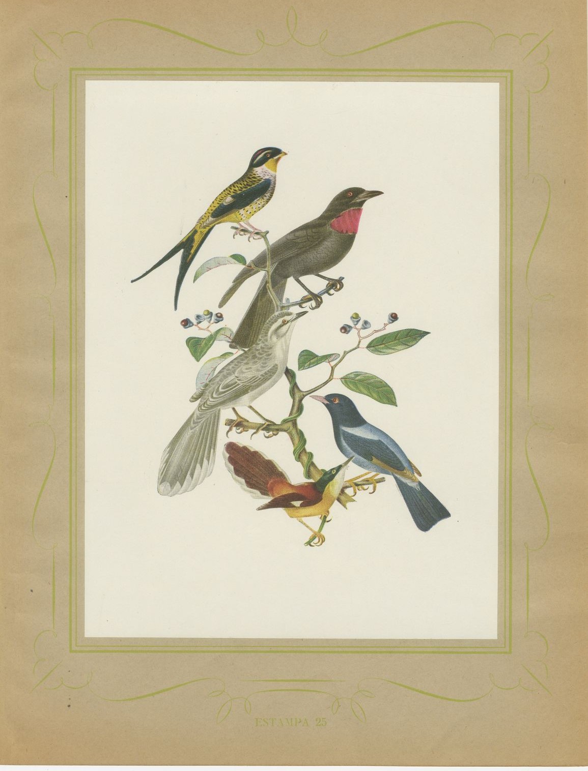 Swallow-Tailed Cotinga and Fruitcrow, Brazilian Bird Print, Descourtilz, 1944