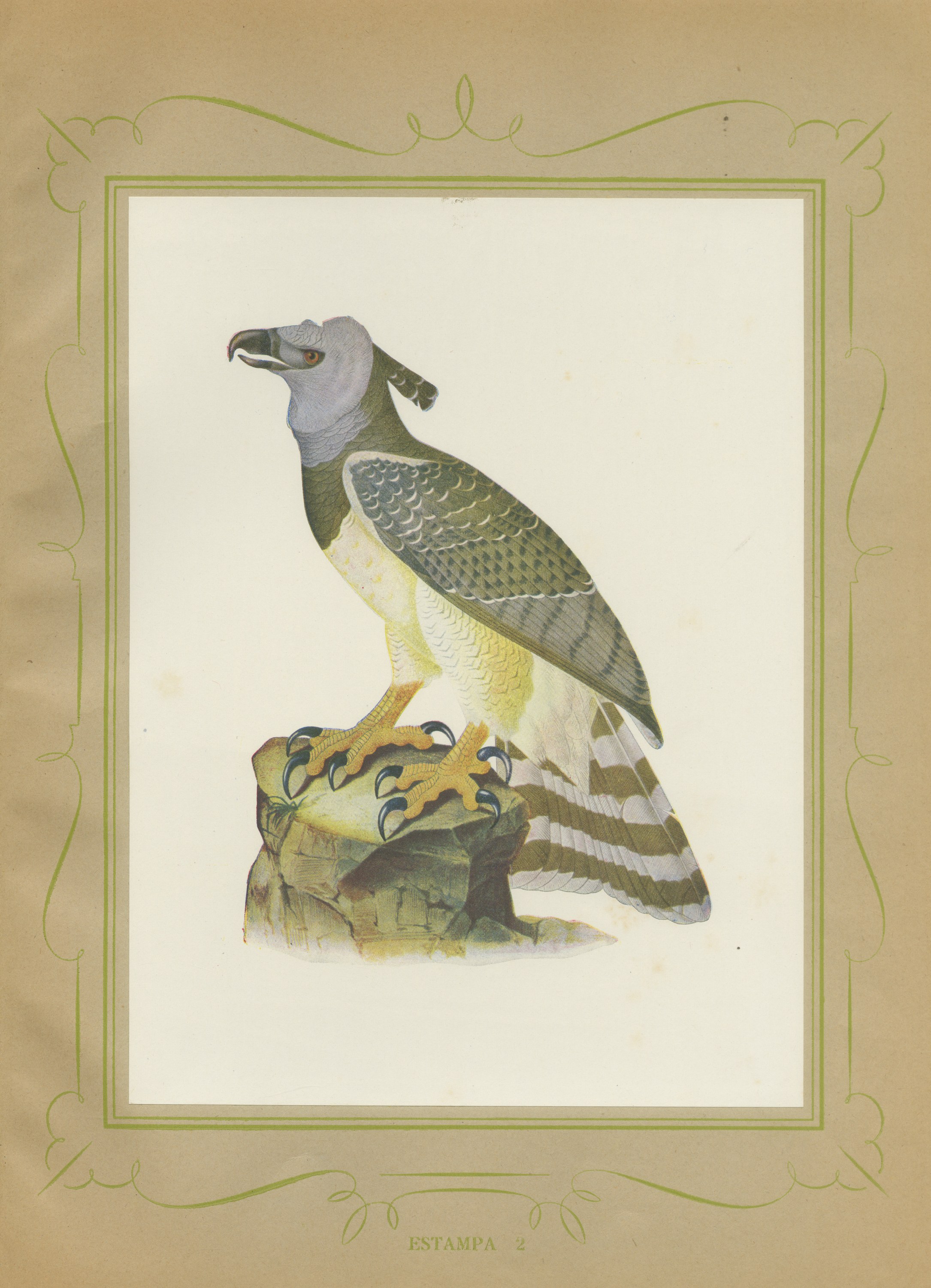 Harpy Eagle, Brazilian Bird Print, Descourtilz, 1944