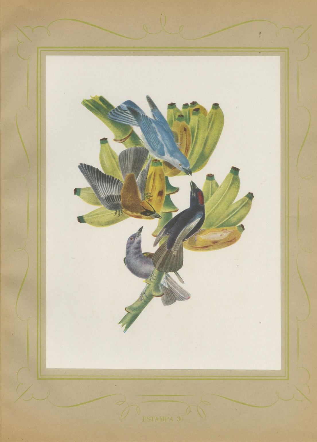Tanagers on a Banana Plant, Brazilian Bird Print, Descourtilz, 1944