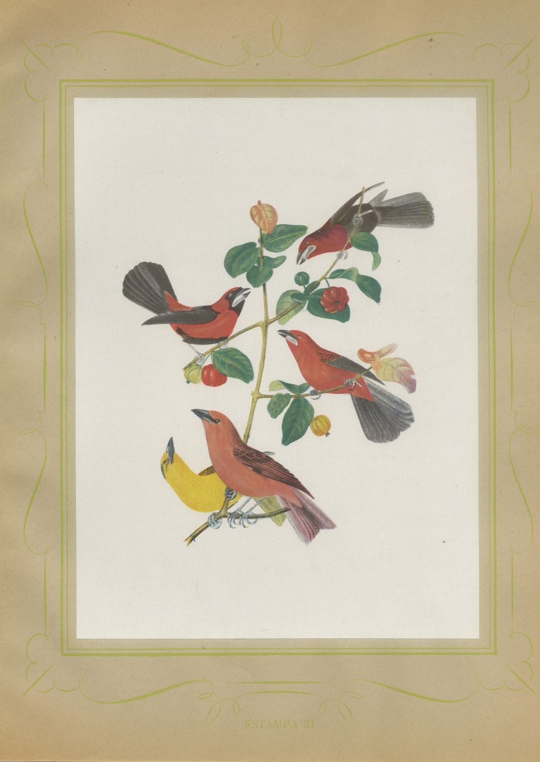 Red Tanagers, Brazilian Bird Print, Descourtilz, 1944