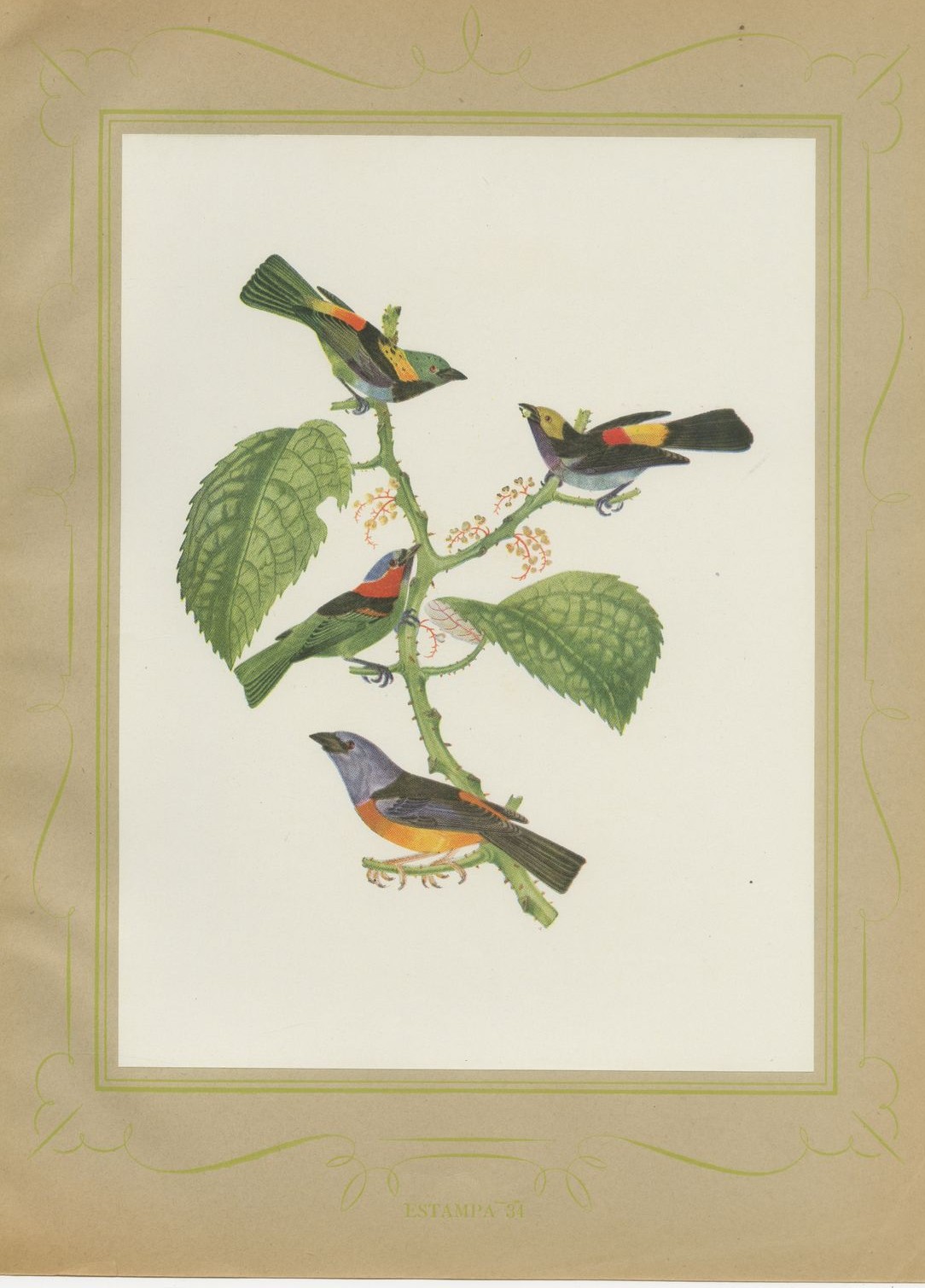 Tanagers and Warblers, Brazilian Bird Print, Descourtilz, 1944