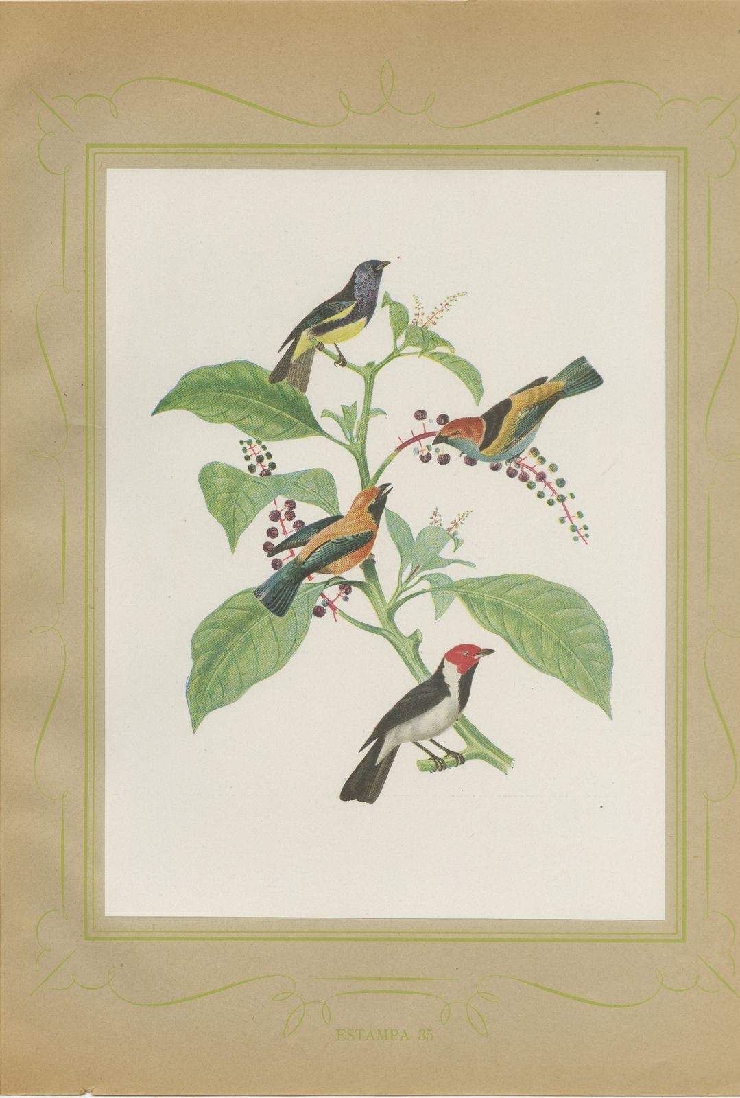 Tanagers and Woodcreepers, Brazilian Bird Print, Descourtilz, 1944