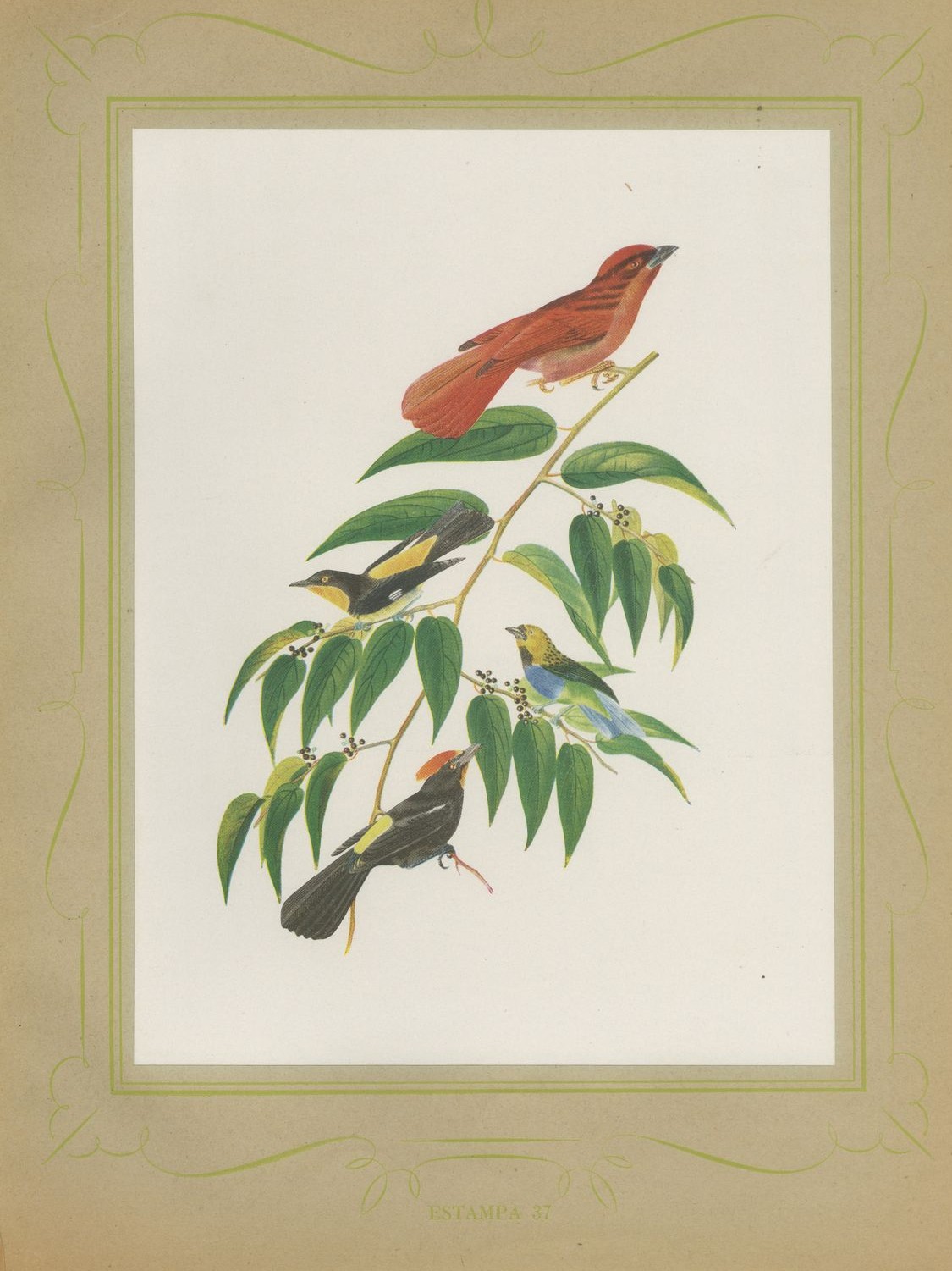 Tanagers on a Fruiting Branch, Brazilian Bird Print, Descourtilz, 1944