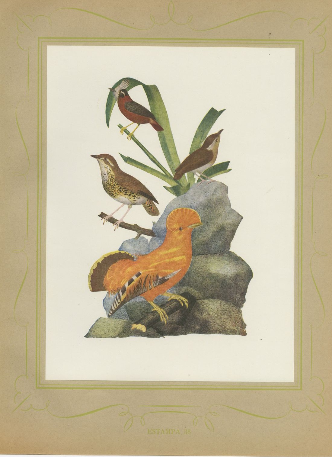 Guianan Cock-of-the-Rock, Brazilian Bird Print, Descourtilz, 1944
