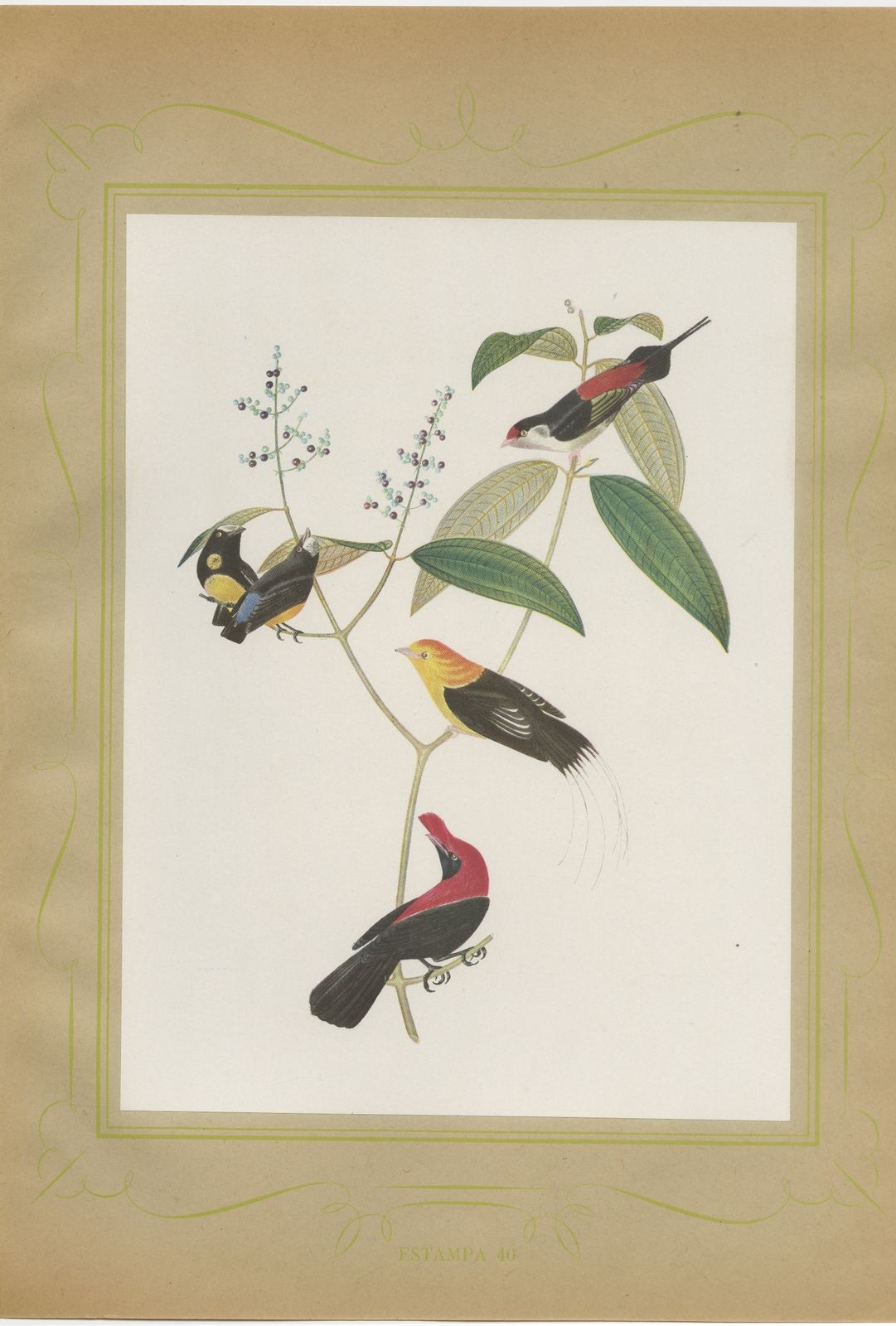 Cotingas and Long-Tailed Manakins, Brazilian Bird Print, Descourtilz, 1944