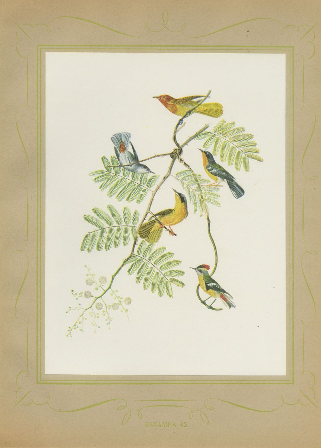 Warblers and Honeycreepers on Acacia, Brazilian Bird Print, Descourtilz, 1944
