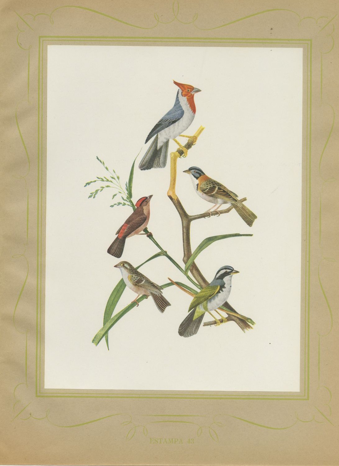 Cardinals and Finches, Brazilian Bird Print, Descourtilz, 1944
