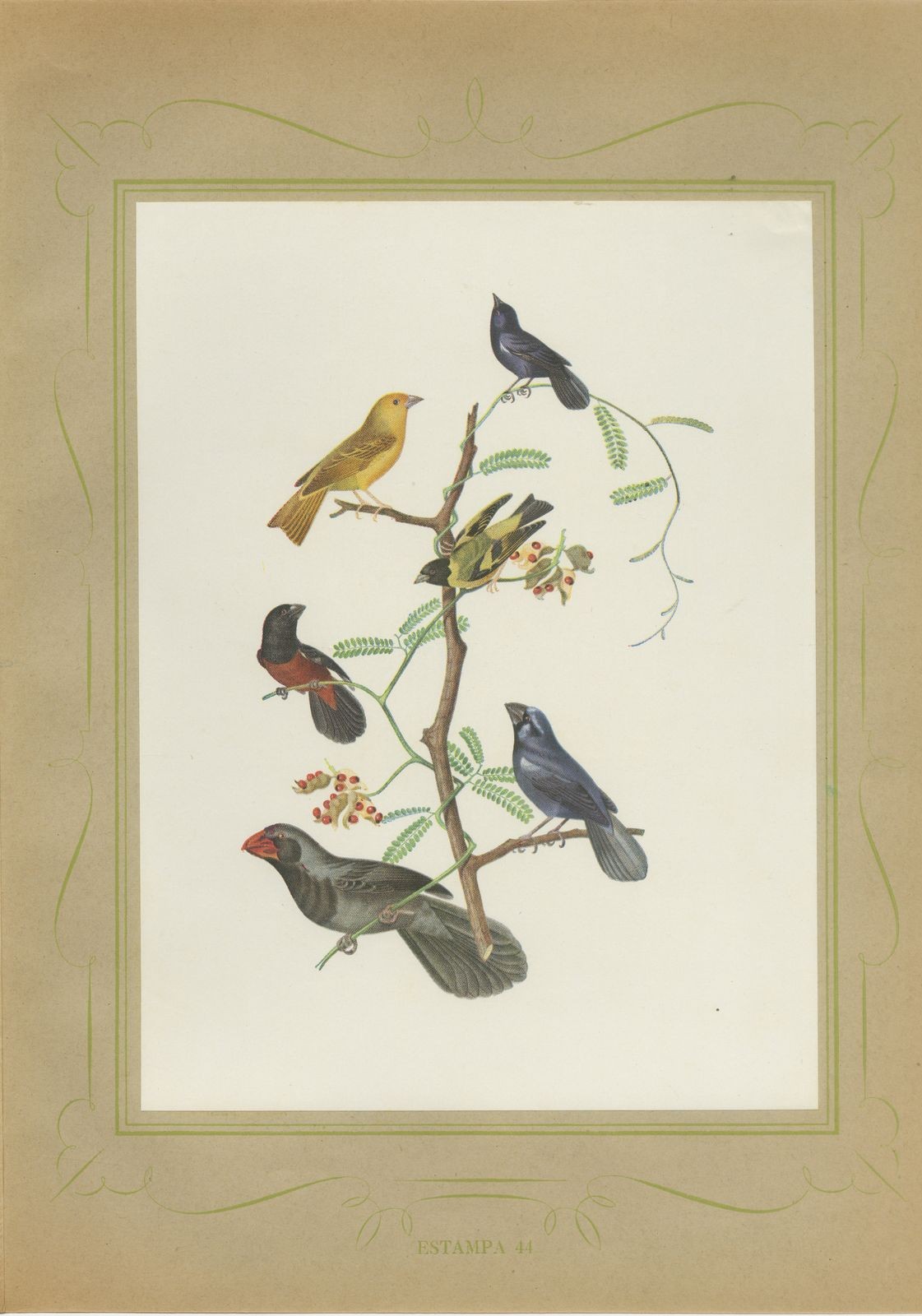Finches and Seedeaters, Brazilian Bird Print, Descourtilz, 1944