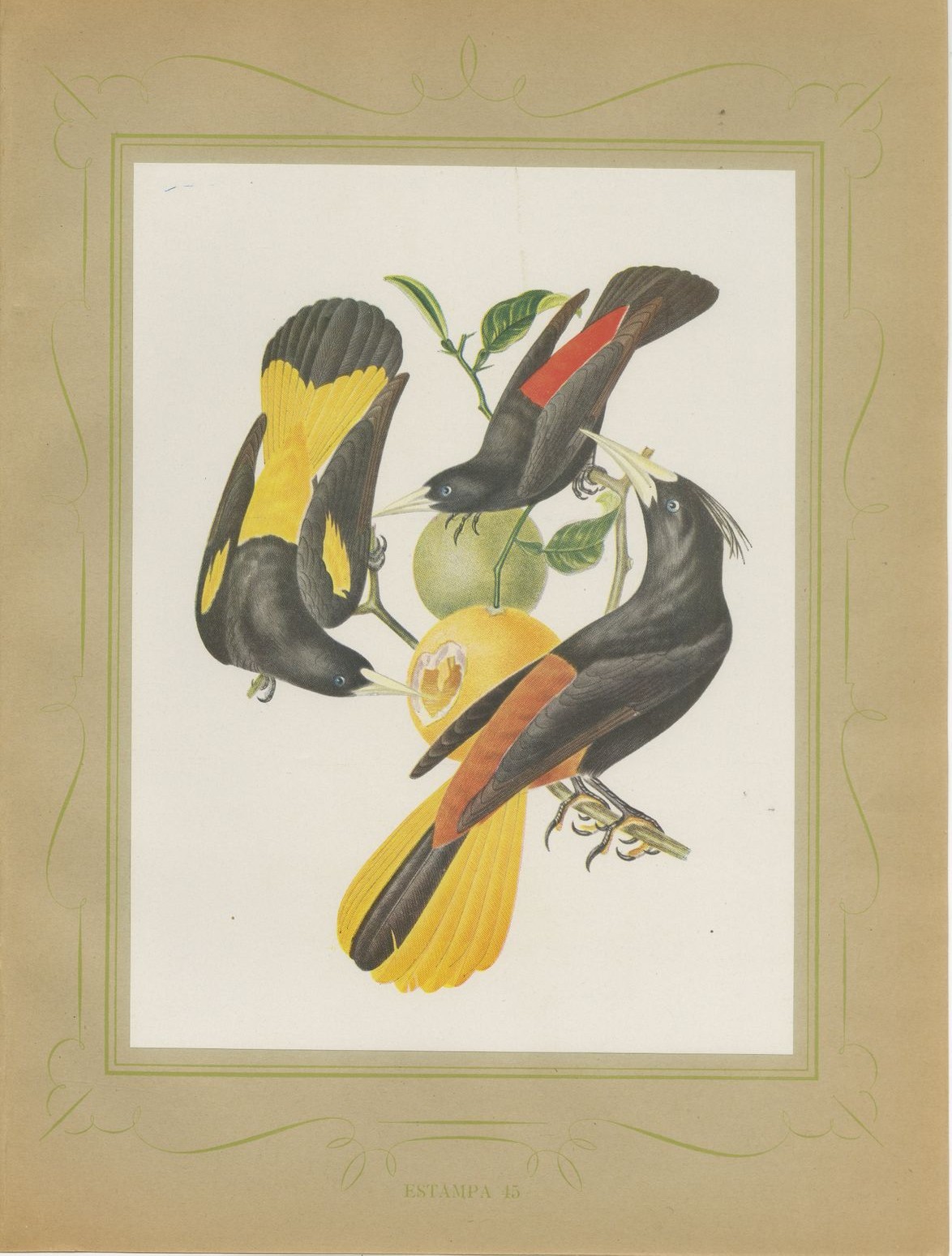 Orioles and Caciques, Brazilian Bird Print, Descourtilz, 1944