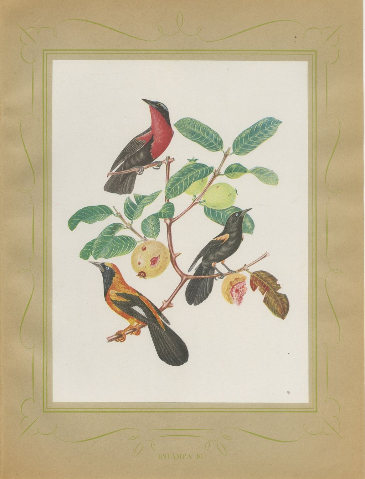Orioles and Tanagers on a Guava, Brazilian Bird Print, Descourtilz, 1944