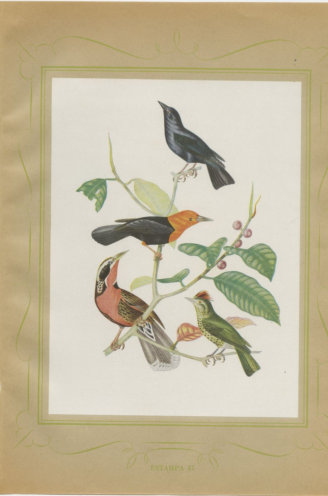 Blackbirds and Marsh Birds, Brazilian Bird Print, Descourtilz, 1944