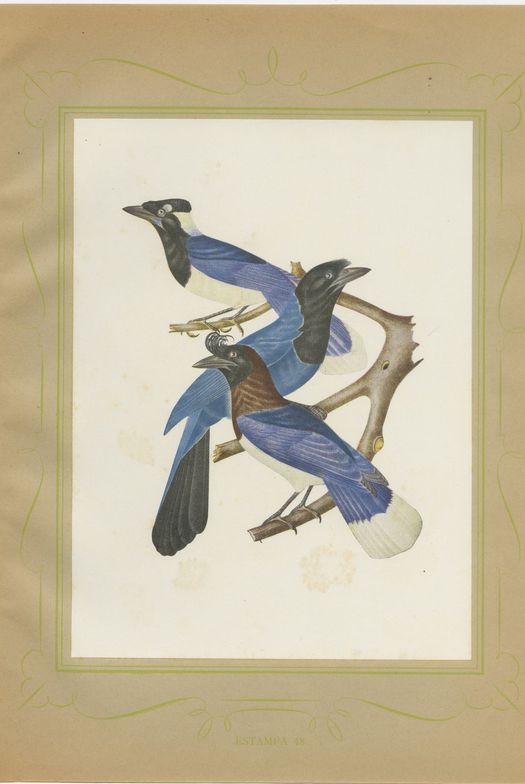 Jays, Brazilian Bird Print, Descourtilz, 1944