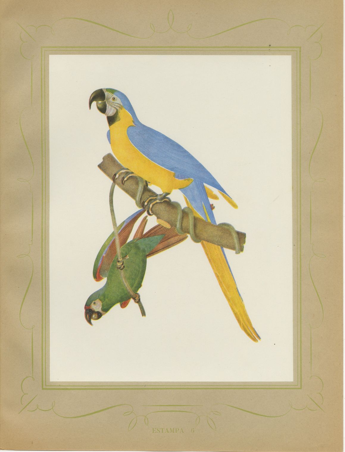 Blue-and-Yellow Macaw and Green Parrot, Brazilian Bird Print, Descourtilz, 1944