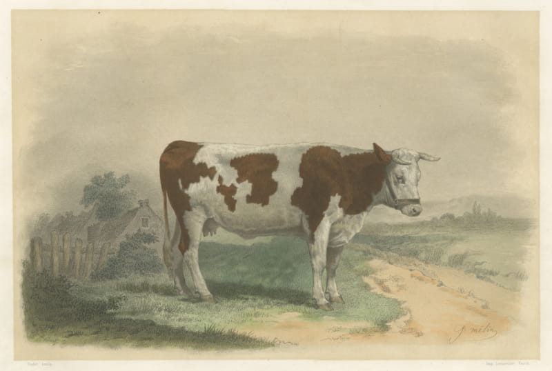 Norman Cow, Antique French Cattle Print after Melin, 1873