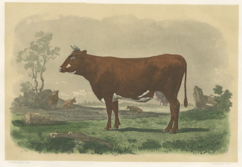 Flemish Cow, Antique French Cattle Print, Riffaut Heliogravure, 1873