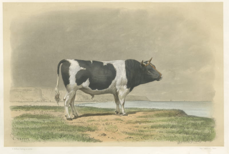 Breton Bull, Antique Cattle Print after Constant Troyon, 1873