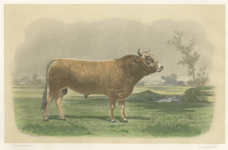 Parthenais Bull, Antique Cattle Print after Van Marcke, 1873