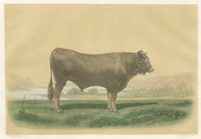 Garonnais Bull, Antique Cattle Print after Isidore Bonheur, 1873