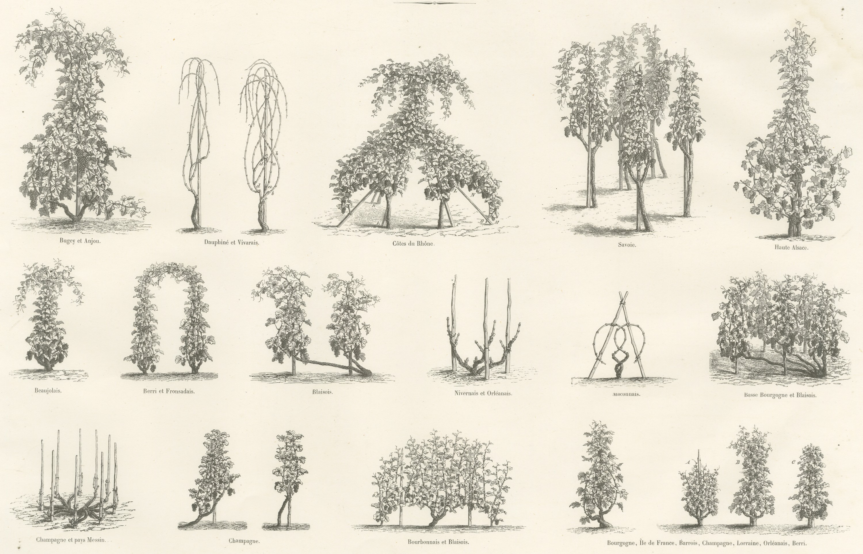 Staked Vines of the French Wine Regions, Antique Viticulture Print