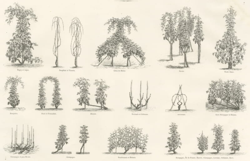 Staked Vines of the French Wine Regions, Antique Viticulture Print