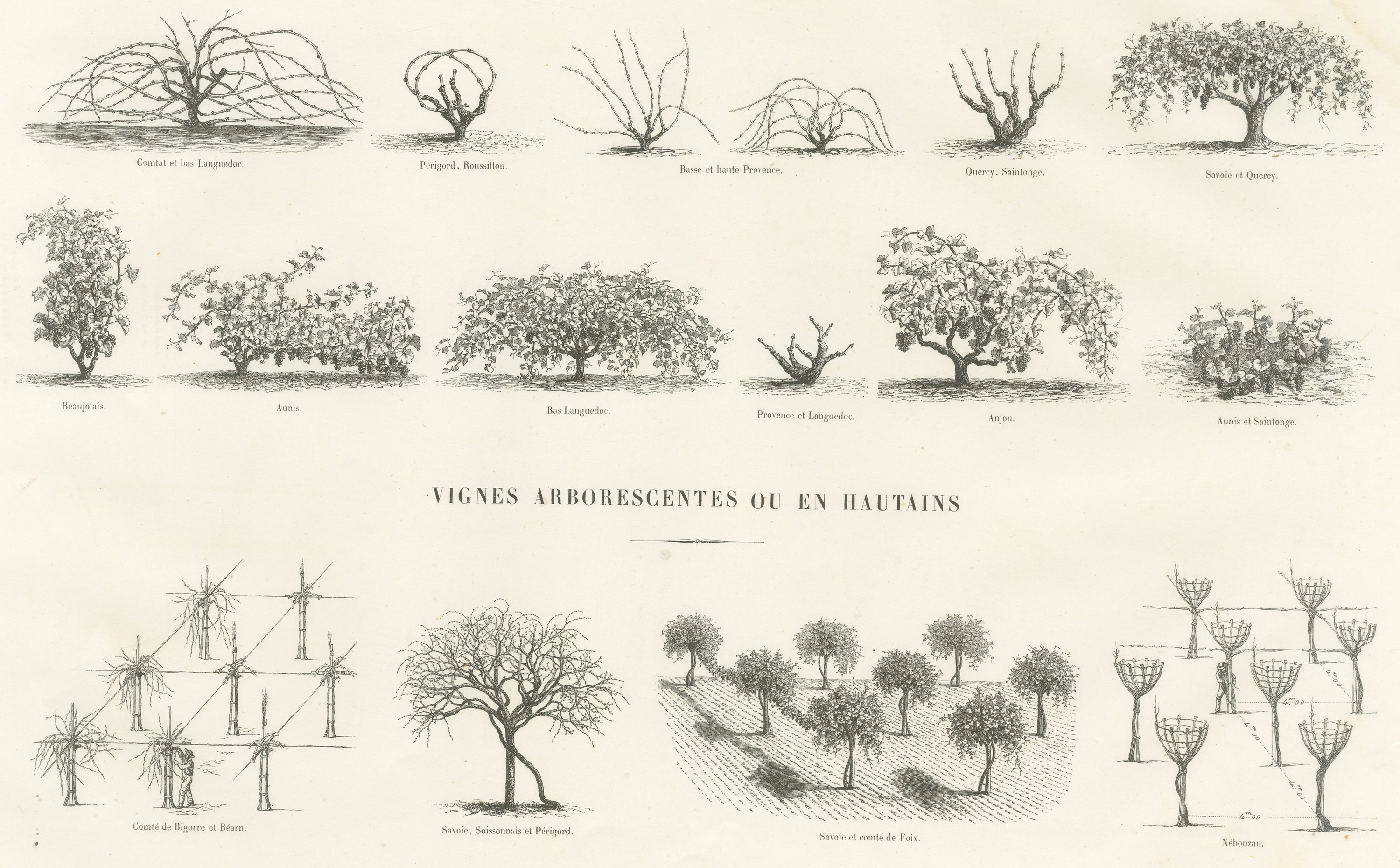 Unstaked and Tree-Trained Vines, Antique French Viticulture Print