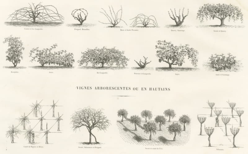Unstaked and Tree-Trained Vines, Antique French Viticulture Print