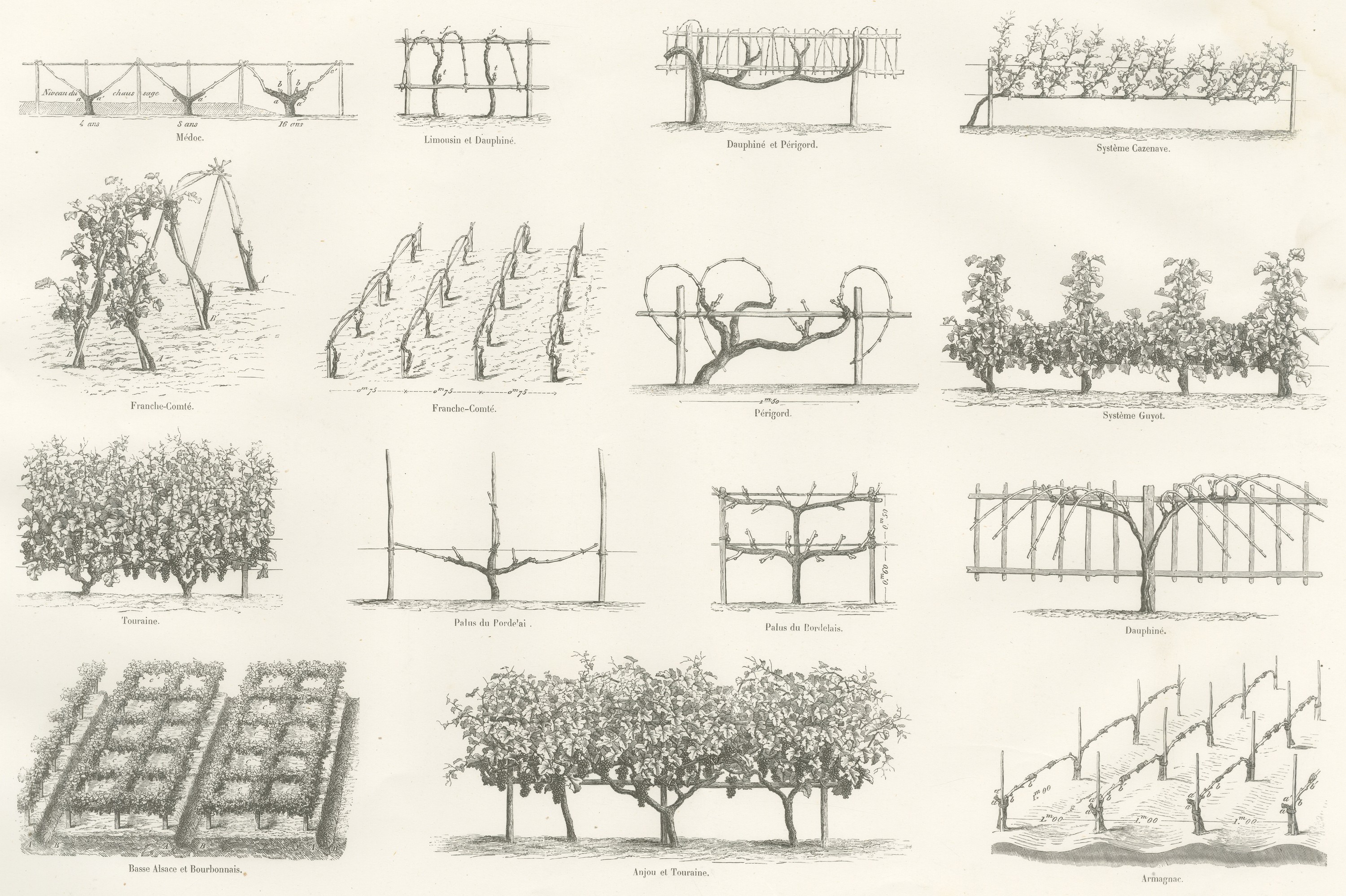 Cordon and Trellis Vines, Antique French Viticulture Print, 1873