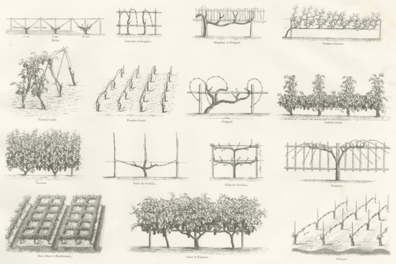Cordon and Trellis Vines, Antique French Viticulture Print, 1873