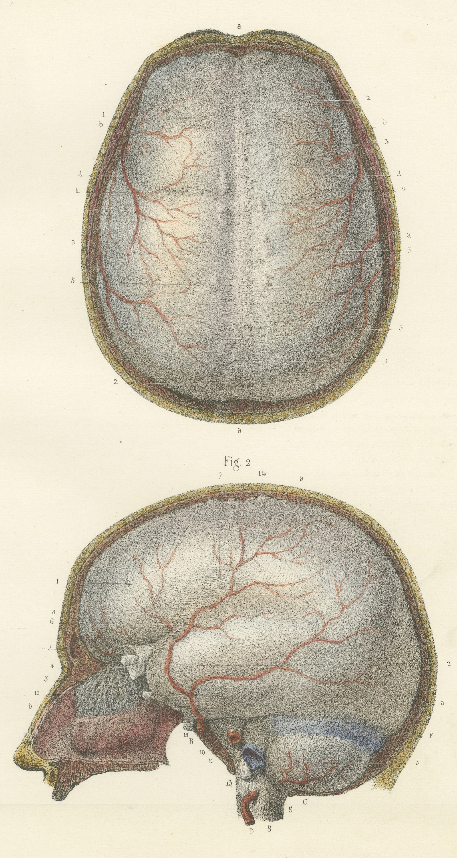 The Dura Mater of the Brain, Antique Hirschfeld Anatomy Print, 1866
