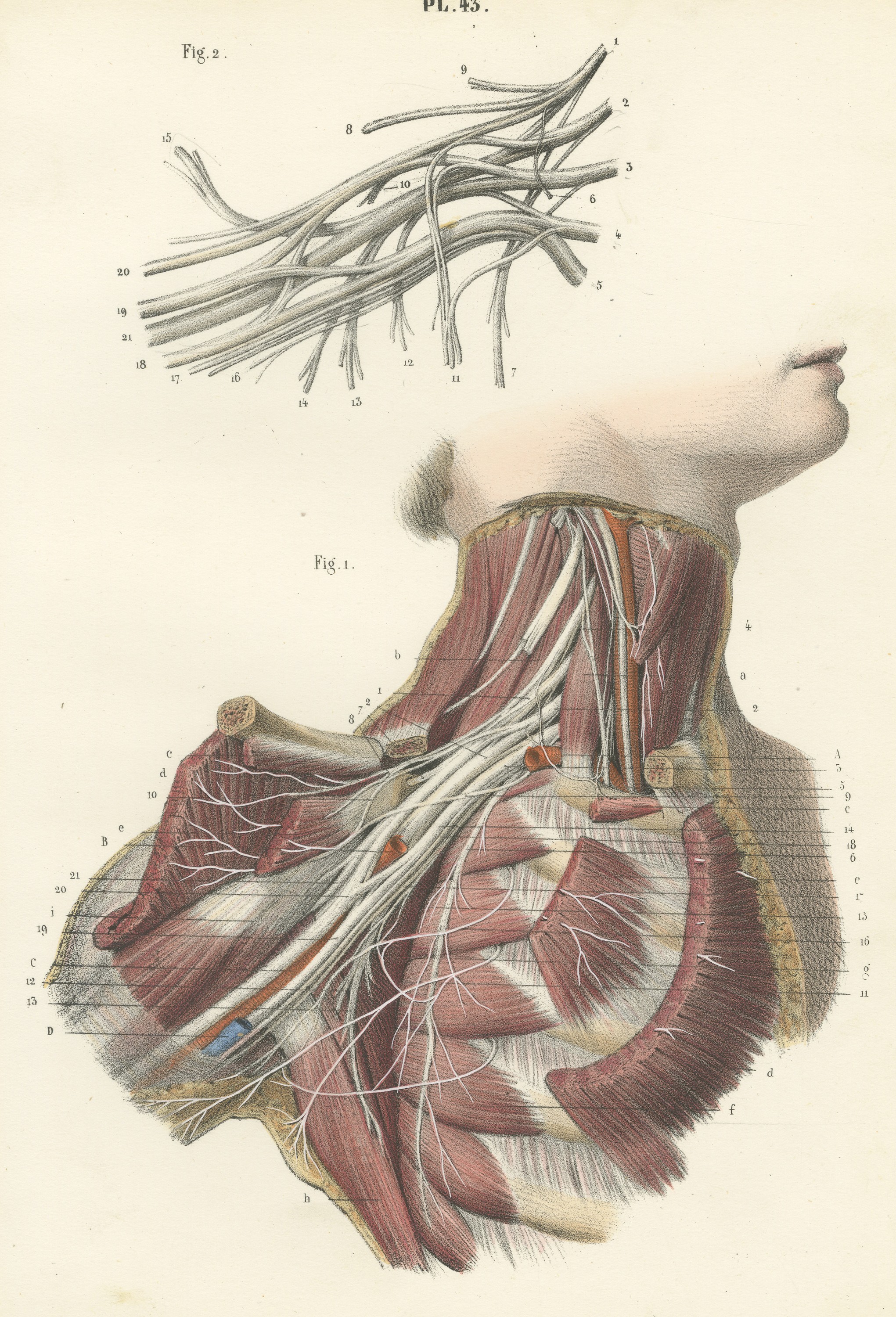 The Brachial Plexus, Antique Hirschfeld Anatomy Print, 1866