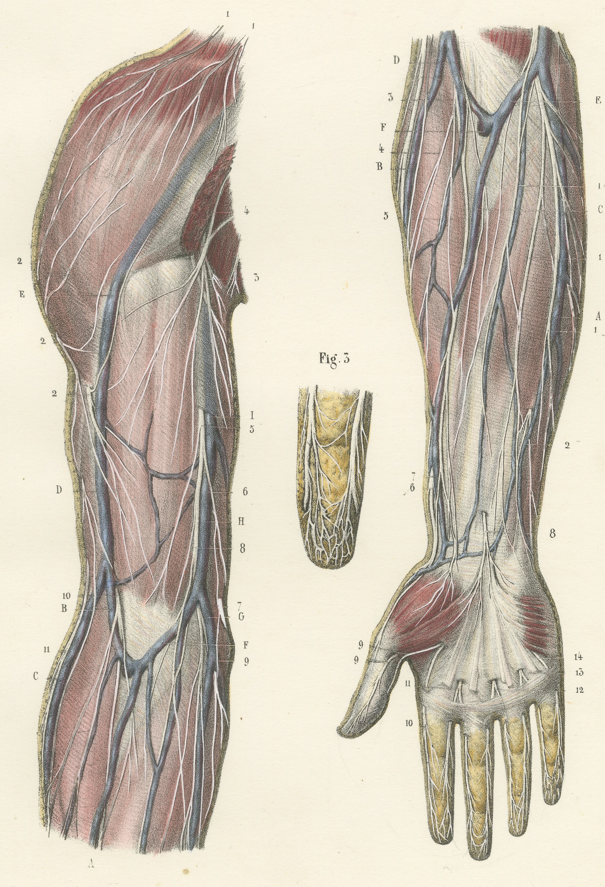 Cutaneous Nerves of the Arm and Hand, Antique Hirschfeld Anatomy Print, 1866