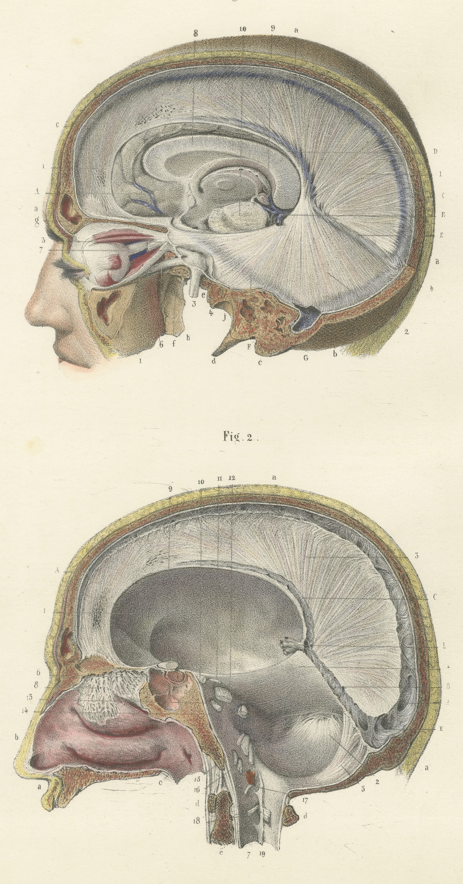 Median Sagittal Sections of the Head, Antique Hirschfeld Anatomy Print, 1866