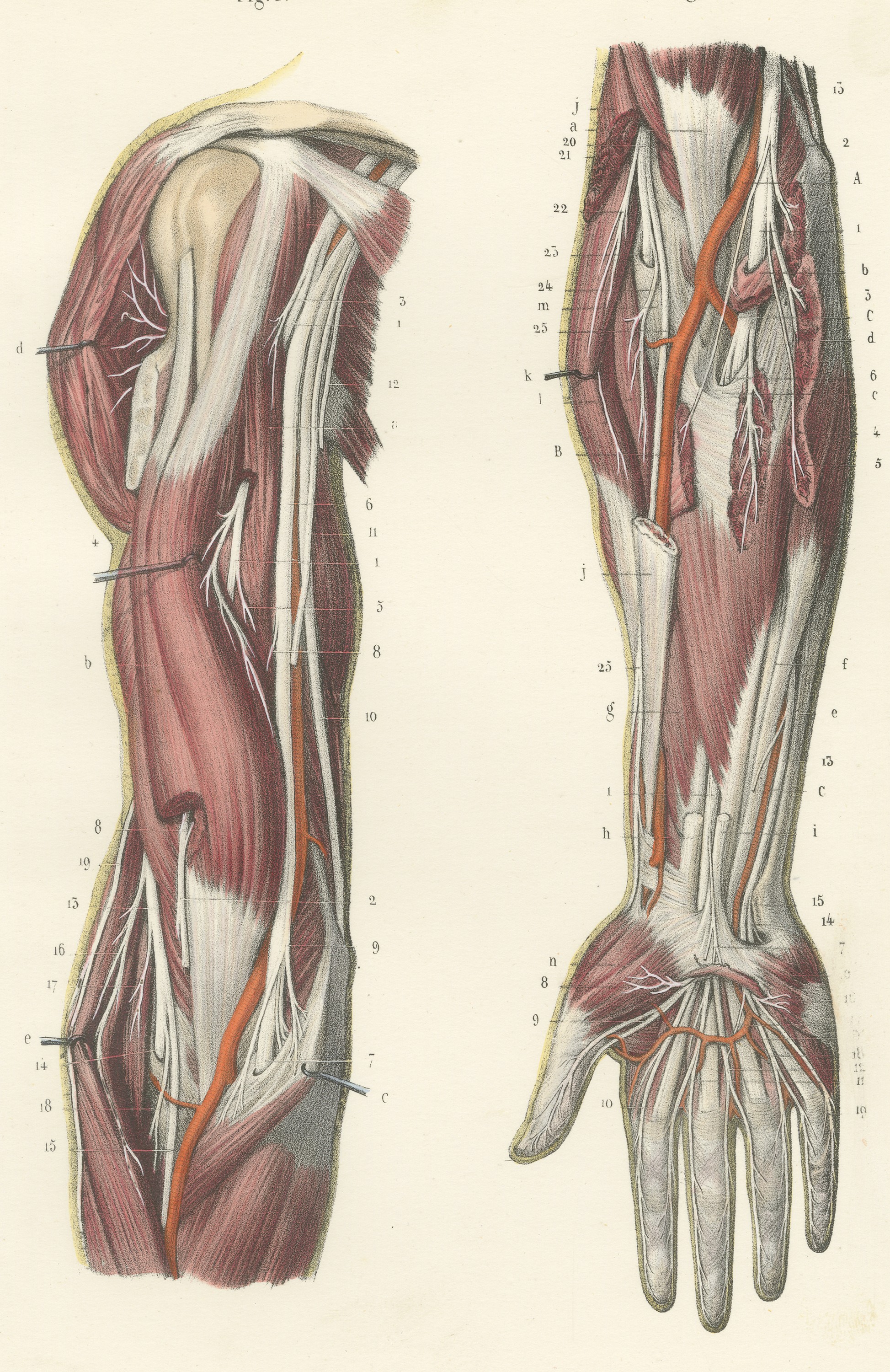 Deep Nerves of the Arm and Forearm, Antique Hirschfeld Anatomy Print, 1866