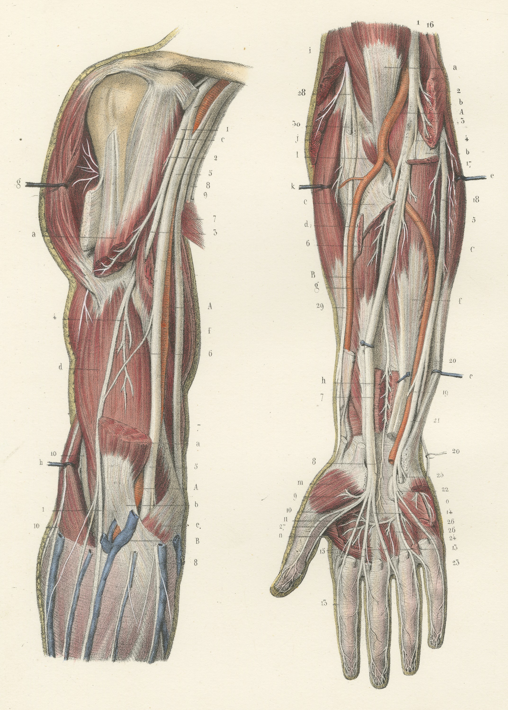 The Humerus and the Nerve Trunks of the Arm, Hirschfeld Anatomy Print, 1866