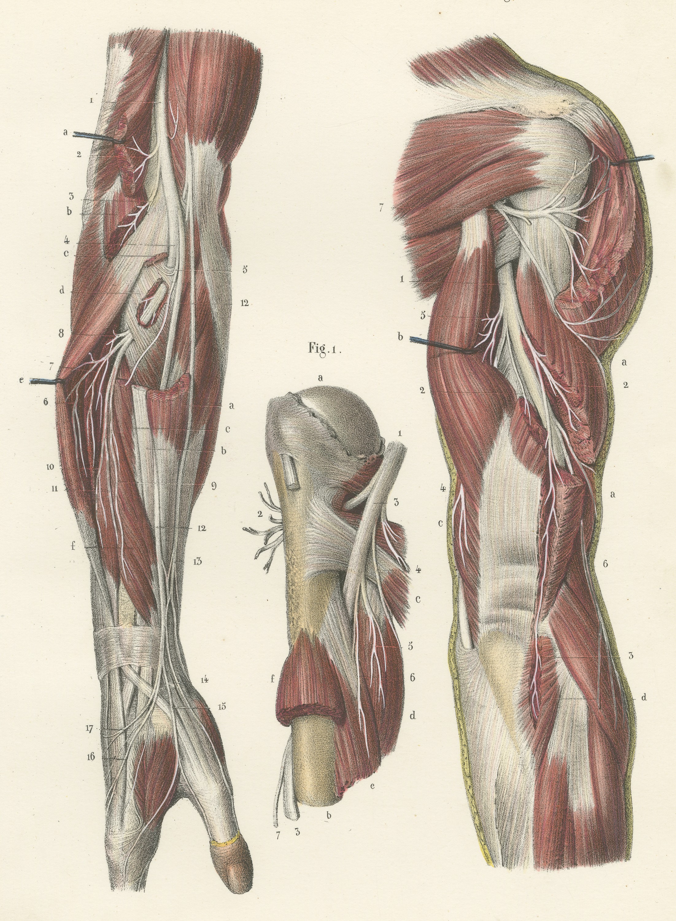 Nerves of the Shoulder and Elbow, Antique Hirschfeld Anatomy Print, 1866