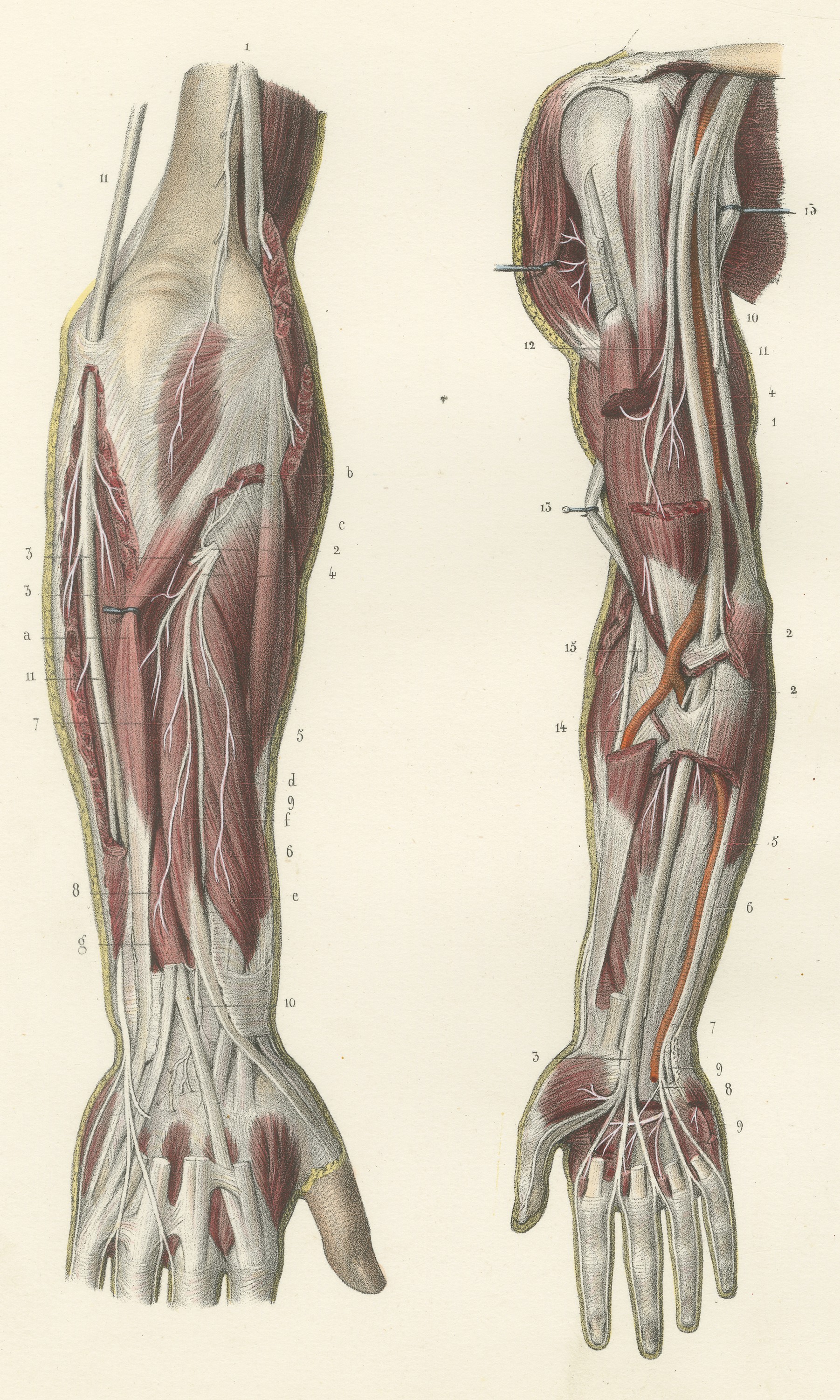 Nerves of the Whole Upper Limb, Antique Hirschfeld Anatomy Print, 1866
