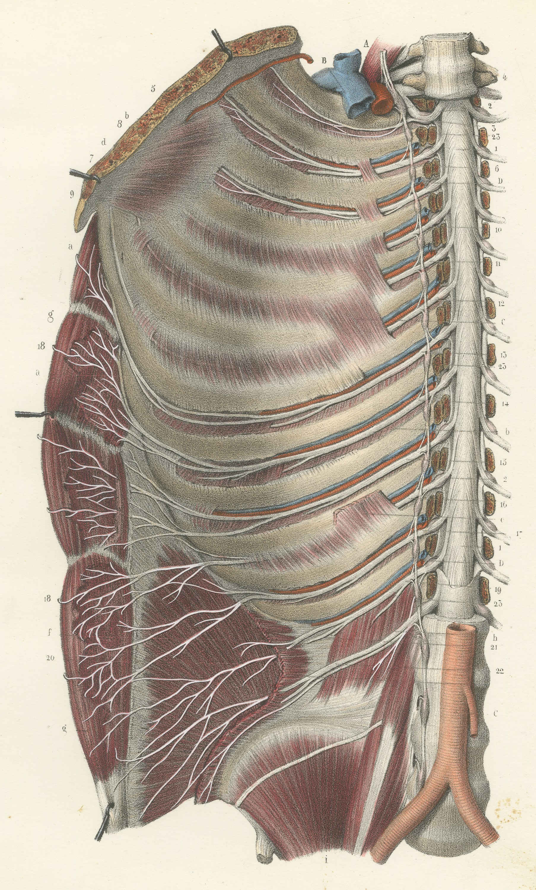 The Intercostal Nerves and Spinal Ganglia, Hirschfeld Anatomy Print, 1866
