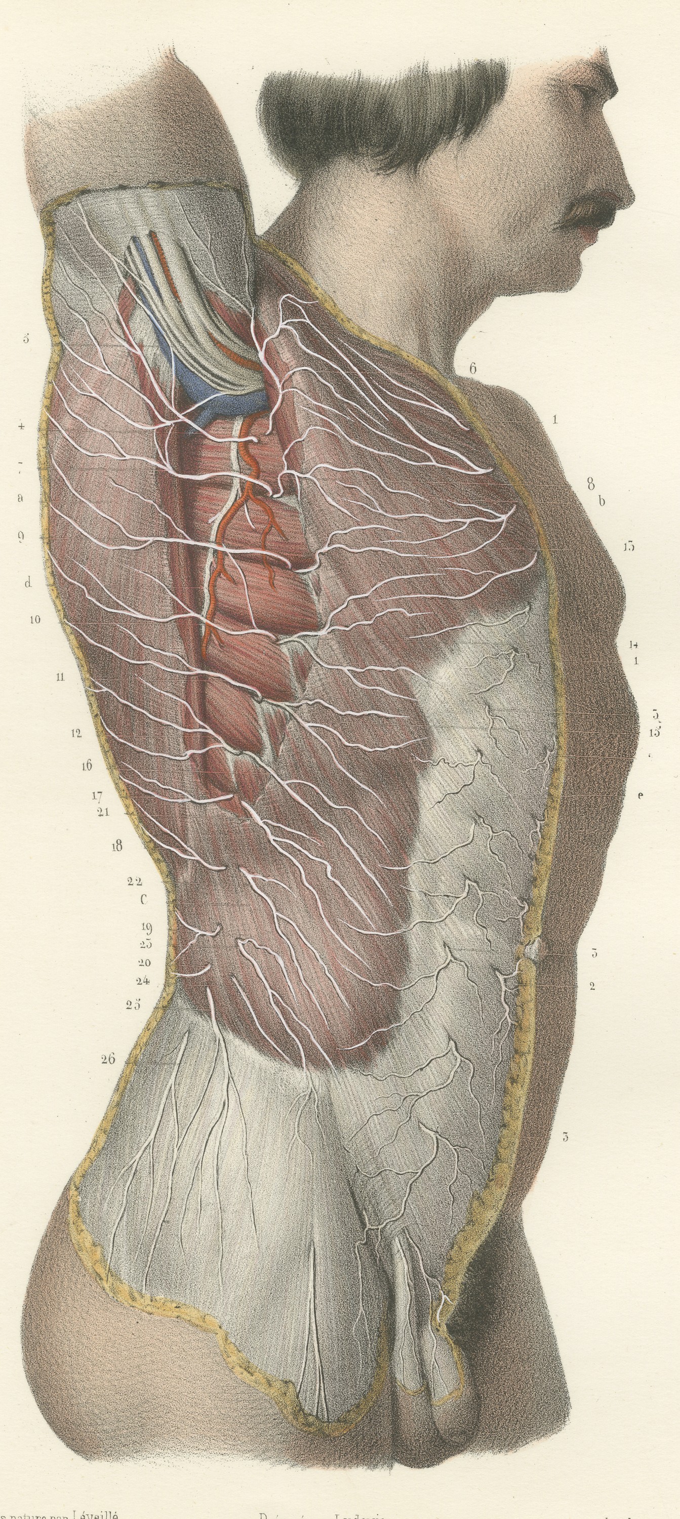 Cutaneous Nerves of the Flank, Antique Hirschfeld Anatomy Print, 1866
