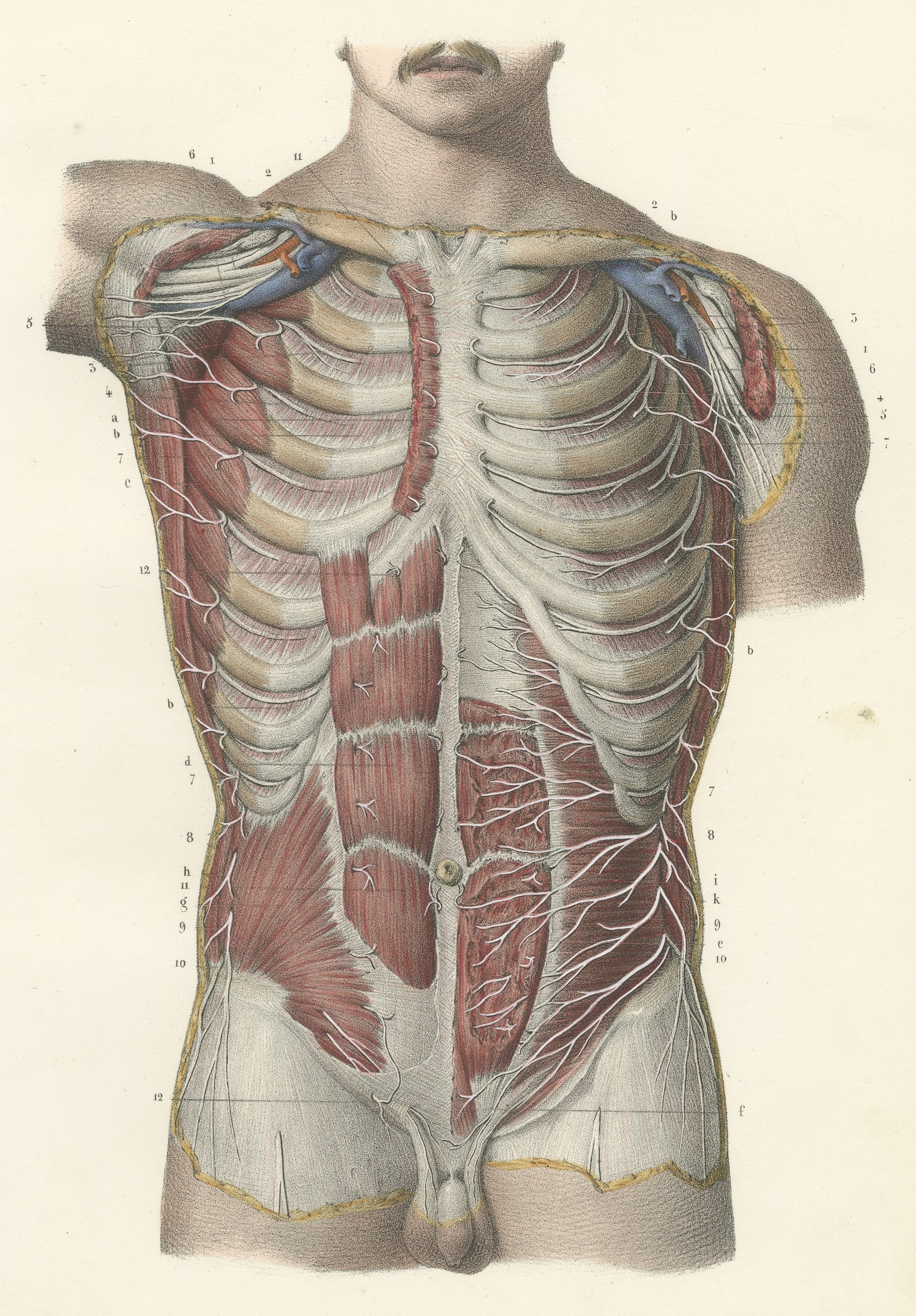 Cutaneous Nerves of the Chest and Abdomen, Hirschfeld Anatomy Print, 1866
