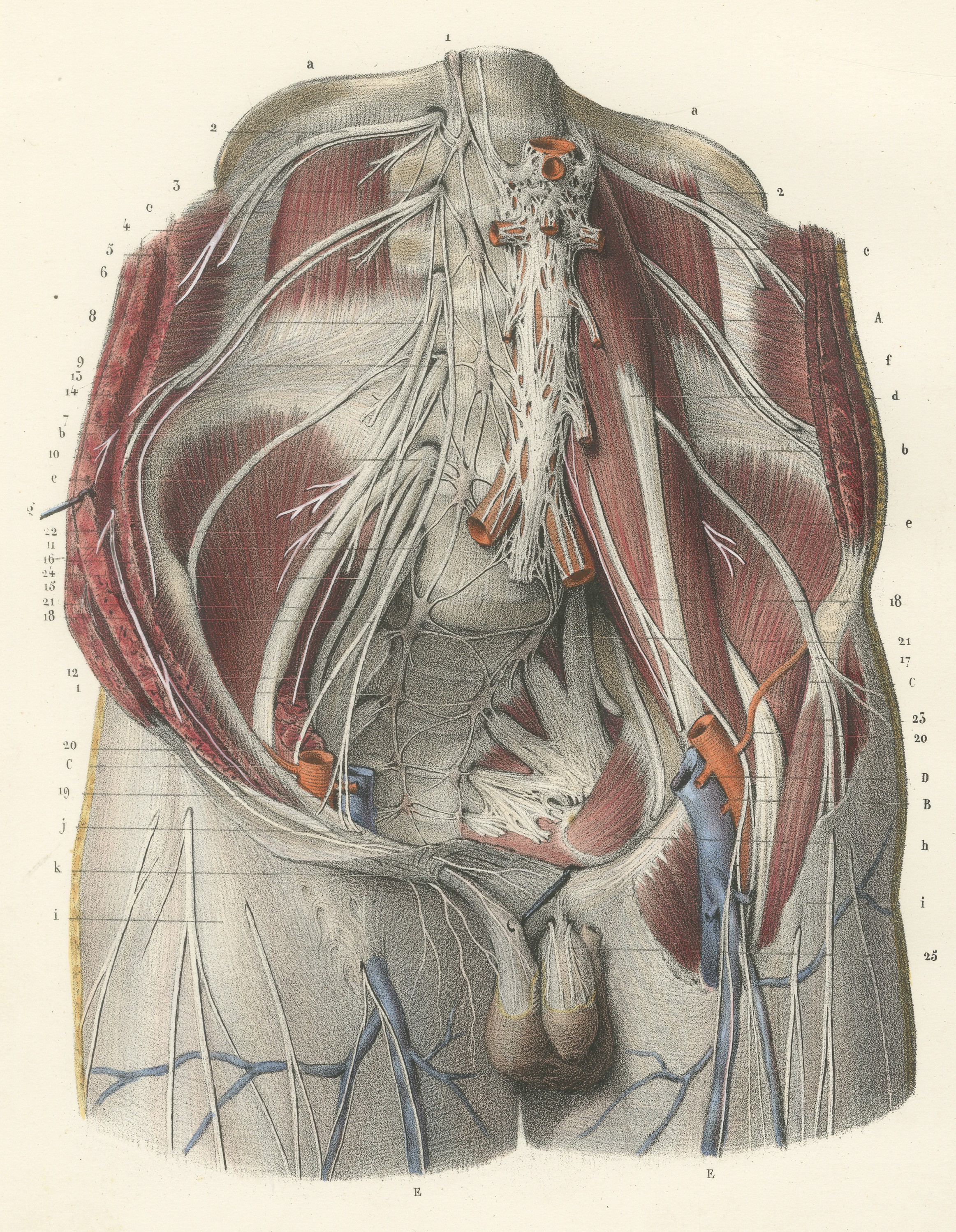 The Lumbar Plexus and the Groin, Antique Hirschfeld Anatomy Print, 1866